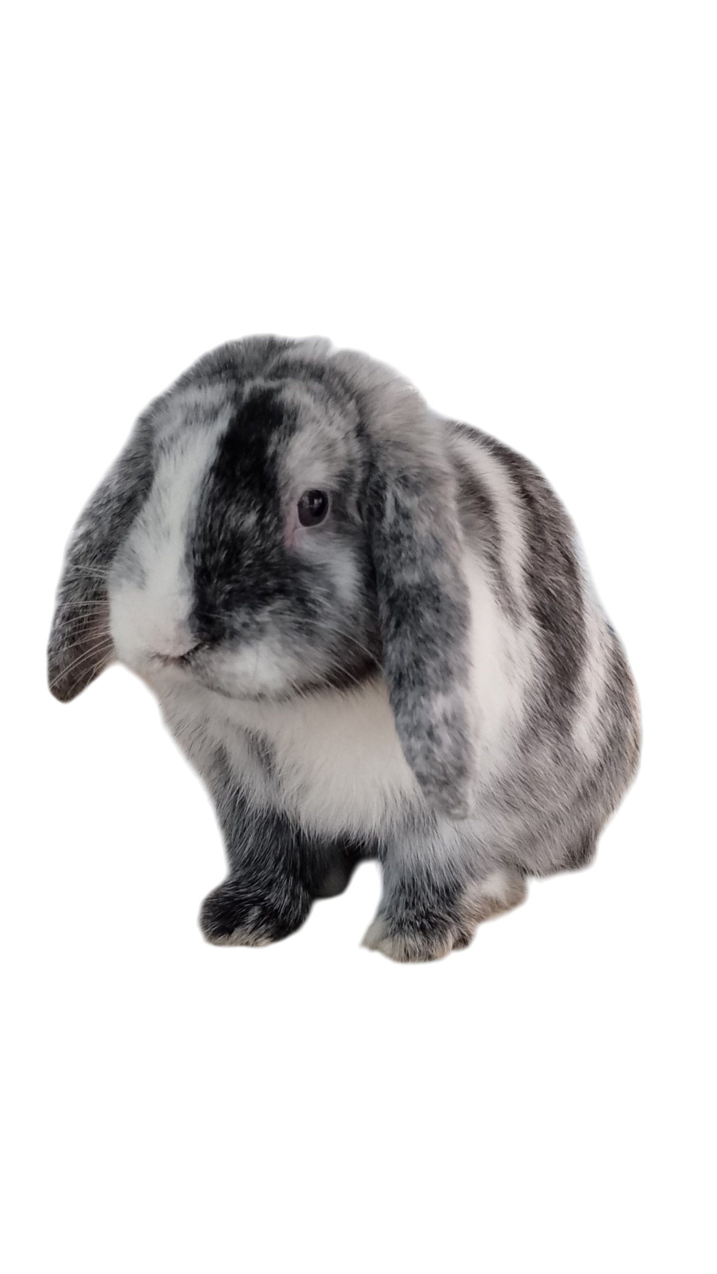 Custom Pet