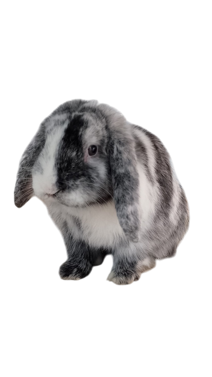Custom Pet