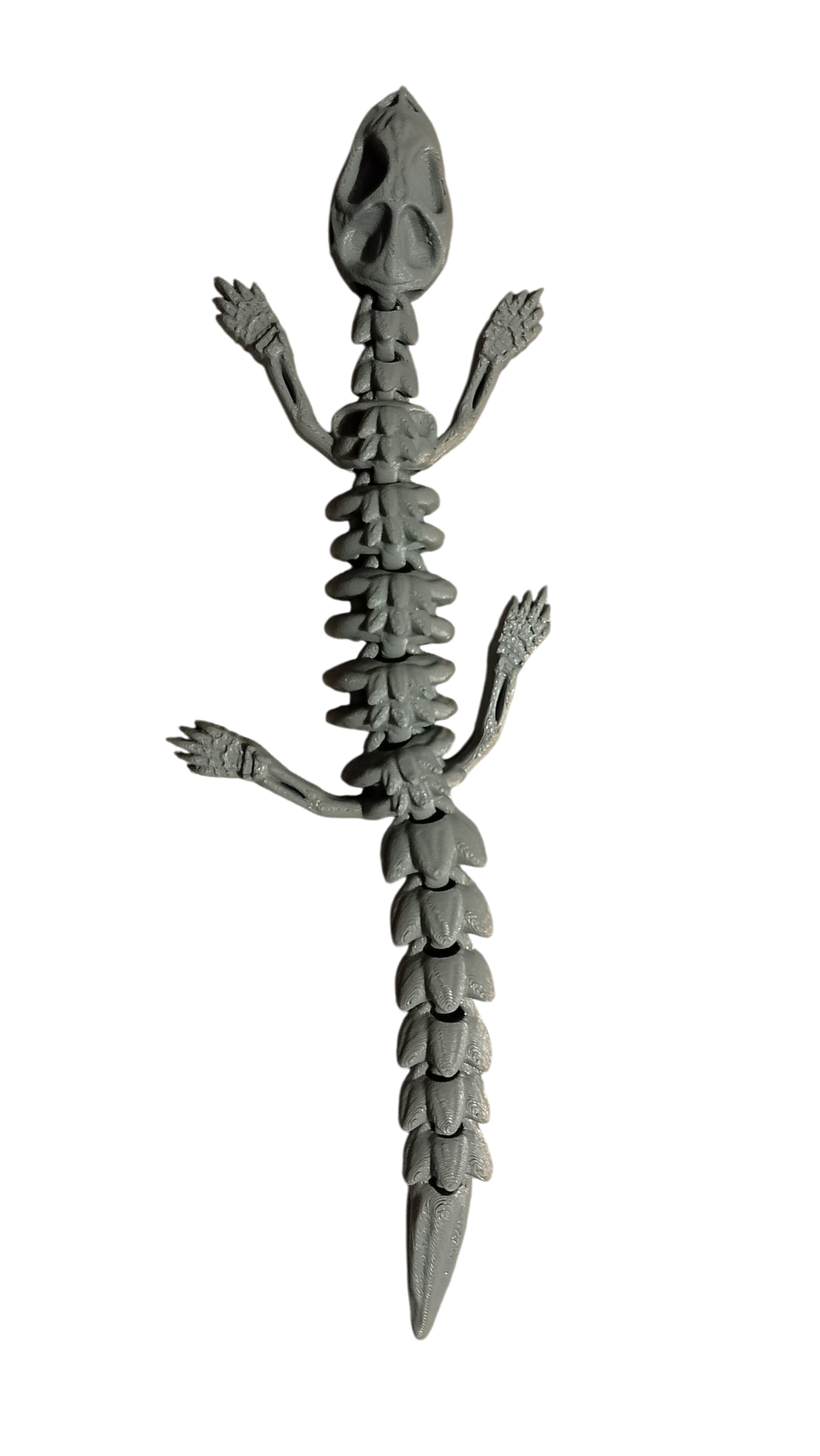 Skelly Lizard – Lagartija Articulada